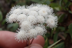 Ageratina adenophora, recorded flowering