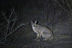 Caracal caracal caracal