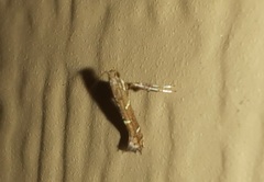 Caloptilia triadicae