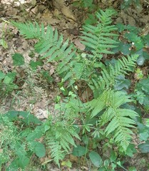 Dryopteris filix-mas