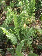 Nephrolepis biserrata