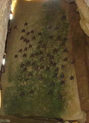 Balantiopteryx plicata