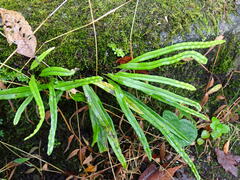 Lepisorus monilisorus