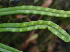 Lepisorus monilisorus