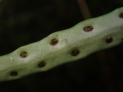 Lepisorus monilisorus