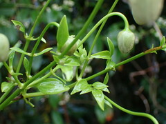 Clematis tashiroi