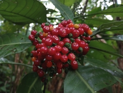 Psychotria limonensis