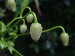 Clematis tashiroi