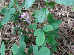 Grona heterocarpos
