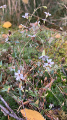 Phlox subulata