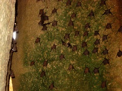 Balantiopteryx plicata