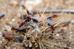 Solenopsis xyloni