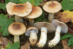 Phlegmacium luteocingulatum