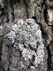 Physconia enteroxantha