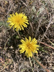 Taraxacum serotinum