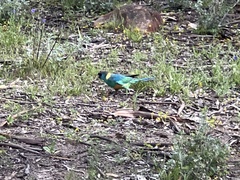 Barnardius zonarius
