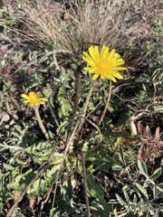 Taraxacum serotinum