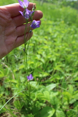 Campanula stevenii