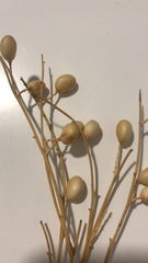 Magnoliopsida