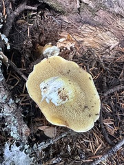 Suillus subalpinus