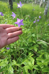 Campanula stevenii