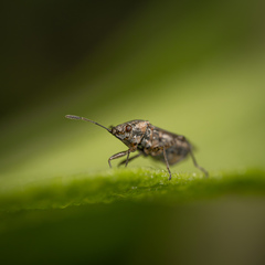 Kleidocerys resedae
