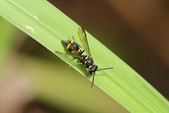 Apodynerus formosensis