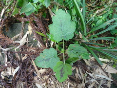 Rubus formosensis