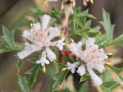 Petrophile diversifolia