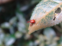 Paratrachelophorus nodicornis