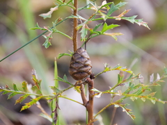 Petrophile diversifolia