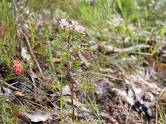 Petrophile diversifolia
