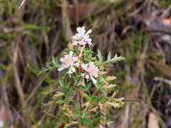 Petrophile diversifolia
