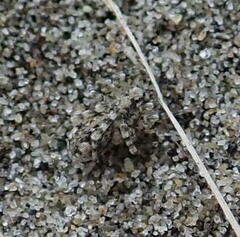 Anoteropsis litoralis