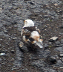 Plectrophenax nivalis