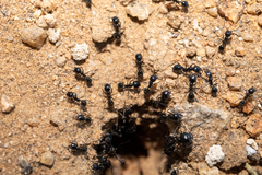 Veromessor pergandei