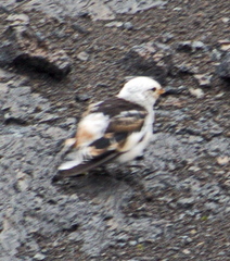 Plectrophenax nivalis