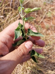 Pentarrhinum insipidum