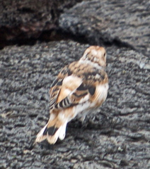 Plectrophenax nivalis