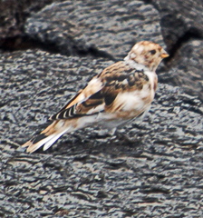 Plectrophenax nivalis