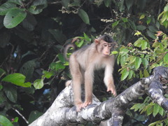 Macaca nemestrina