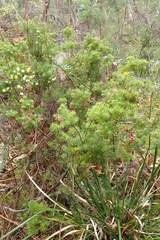 Leptecophylla divaricata