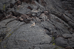 Plectrophenax nivalis