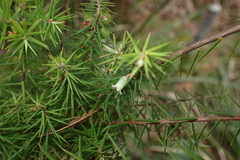 Leptecophylla divaricata