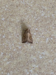 Noctuinae