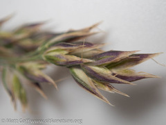 Vahlodea atropurpurea