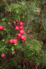 Leptecophylla divaricata