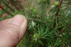 Leptecophylla divaricata