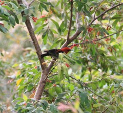 Myzomela sanguinolenta