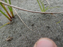 Anoteropsis litoralis